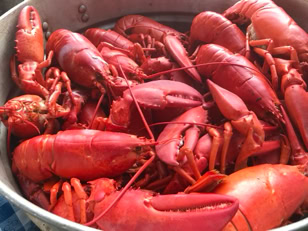 lots and lots of lobsters in a bucket